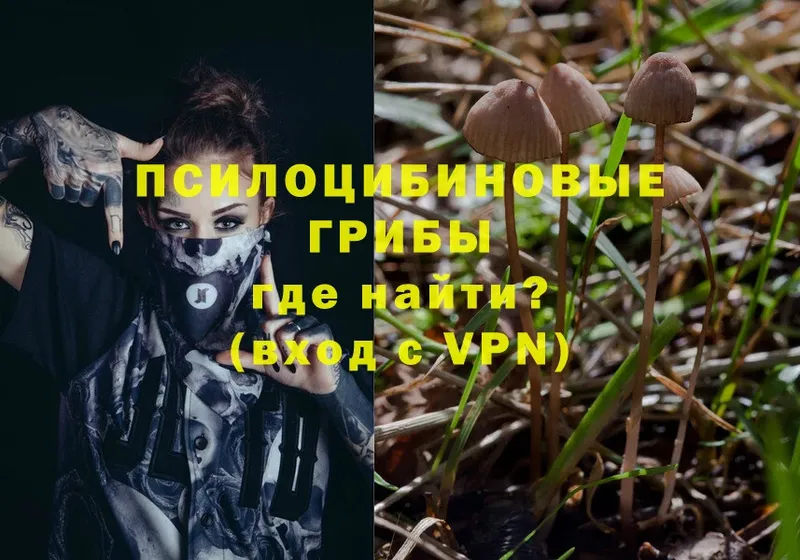 Галлюциногенные грибы Psilocybe  Новозыбков 